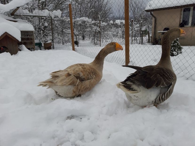  - Gaste Tula 2021 - Tula geese Tula kampfganse Tula oie