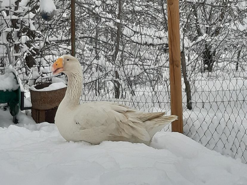  - Gaste Tula 2021 - Tula geese Tula kampfganse Tula oie