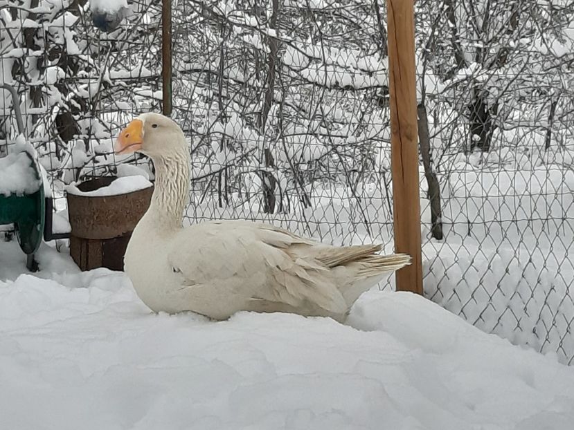 - Gaste Tula 2021 - Tula geese Tula kampfganse Tula oie