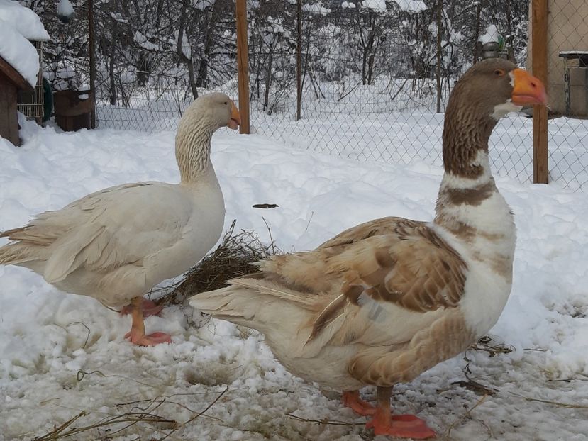  - Gaste Tula 2021 - Tula geese Tula kampfganse Tula oie