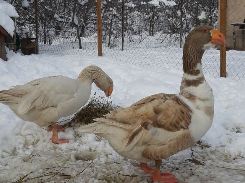  - Gaste Tula 2021 - Tula geese Tula kampfganse Tula oie