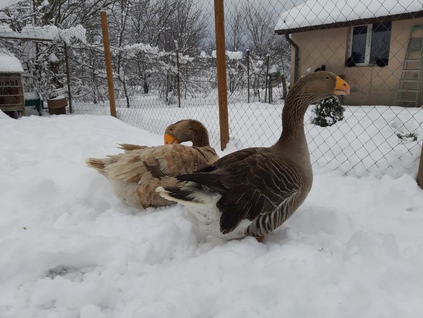  - Gaste Tula 2021 - Tula geese Tula kampfganse Tula oie