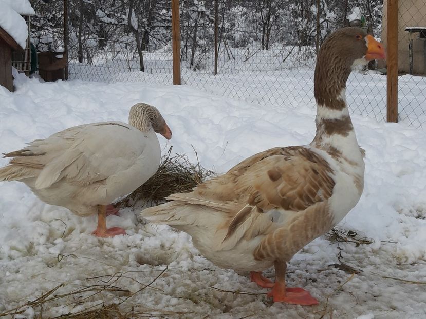  - Gaste Tula 2021 - Tula geese Tula kampfganse Tula oie