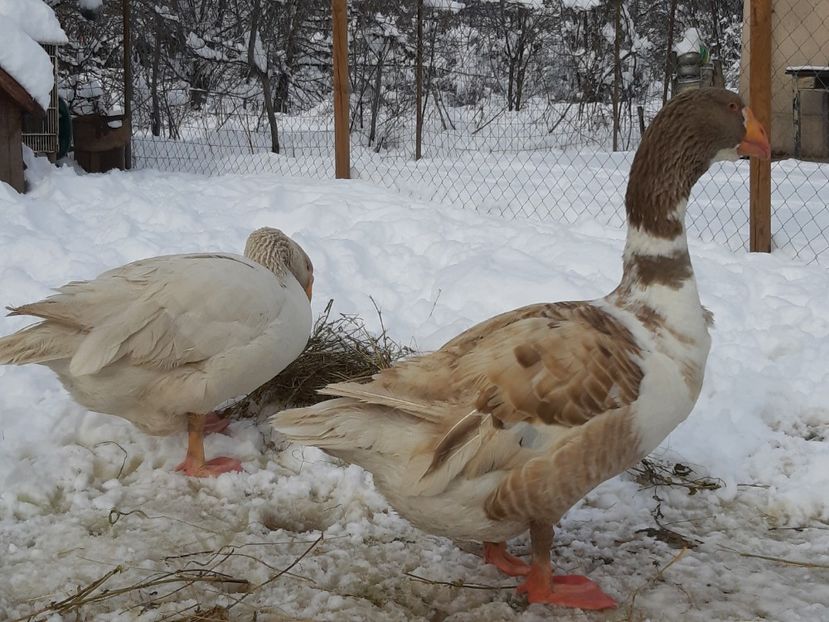  - Gaste Tula 2021 - Tula geese Tula kampfganse Tula oie