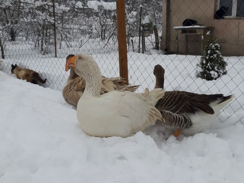  - Gaste Tula 2021 - Tula geese Tula kampfganse Tula oie