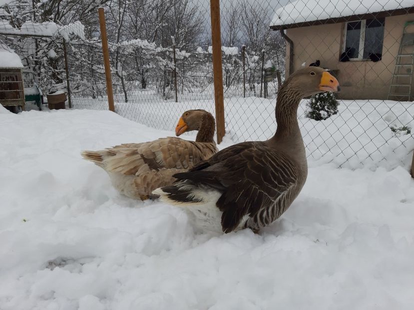  - Gaste Tula 2021 - Tula geese Tula kampfganse Tula oie