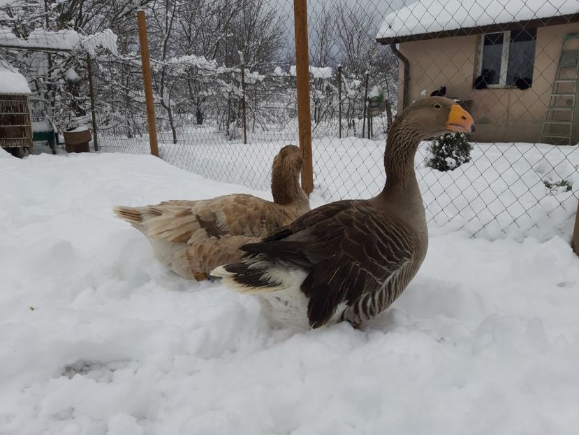  - Gaste Tula 2021 - Tula geese Tula kampfganse Tula oie