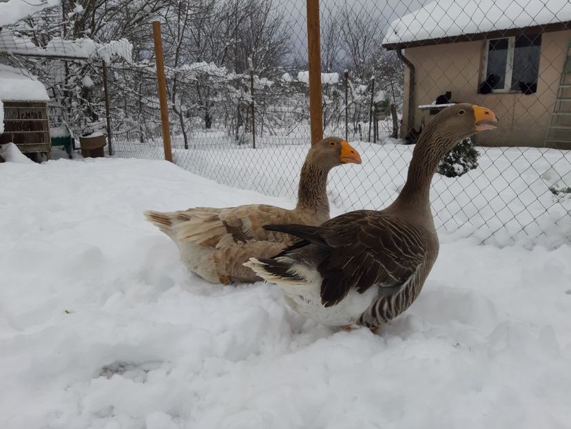  - Gaste Tula 2021 - Tula geese Tula kampfganse Tula oie