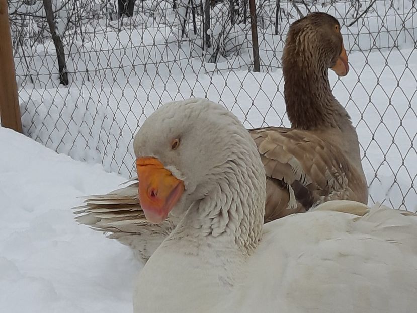  - Gaste Tula 2021 - Tula geese Tula kampfganse Tula oie