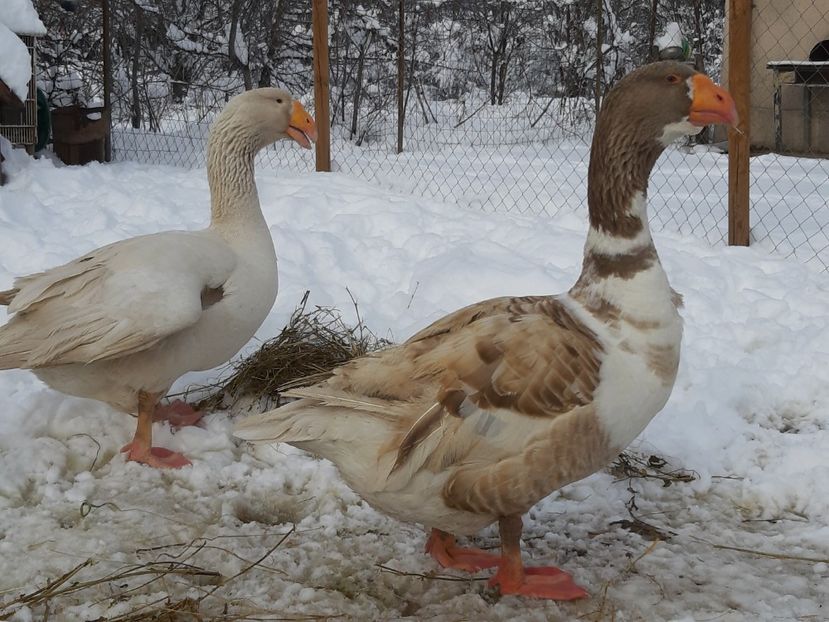 - Gaste Tula 2021 - Tula geese Tula kampfganse Tula oie