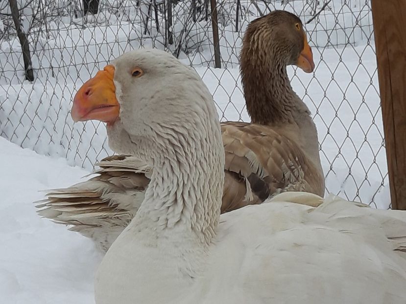  - Gaste Tula 2021 - Tula geese Tula kampfganse Tula oie