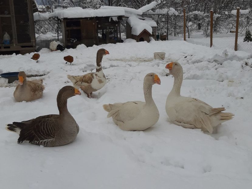  - Gaste Tula 2021 - Tula geese Tula kampfganse Tula oie