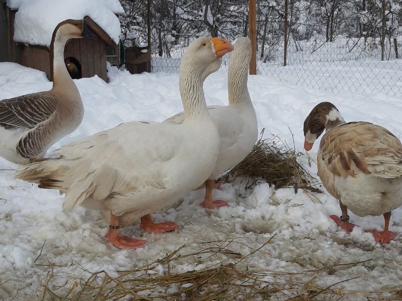  - Gaste Tula 2021 - Tula geese Tula kampfganse Tula oie