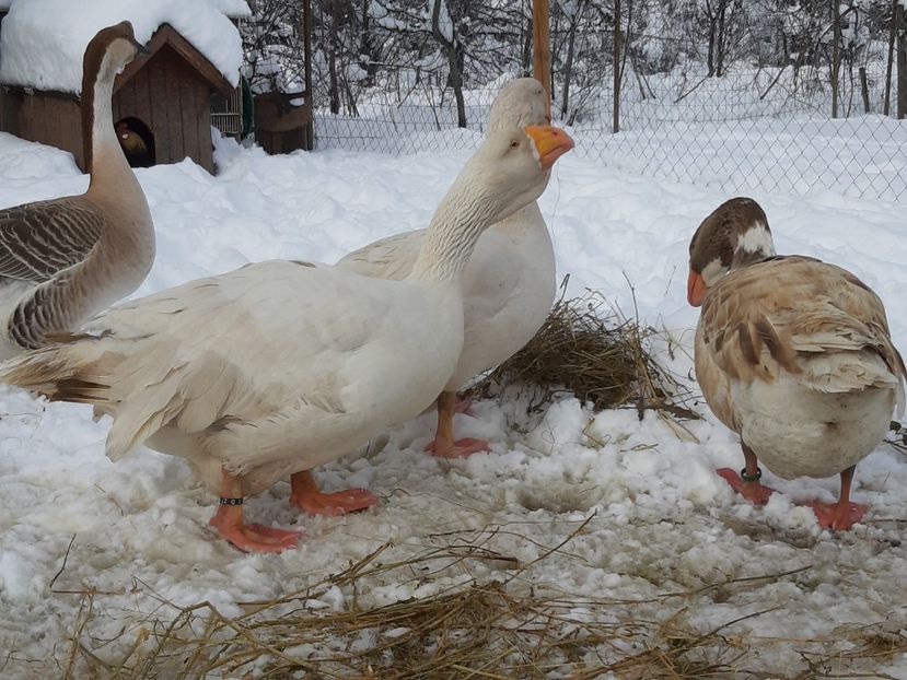  - Gaste Tula 2021 - Tula geese Tula kampfganse Tula oie