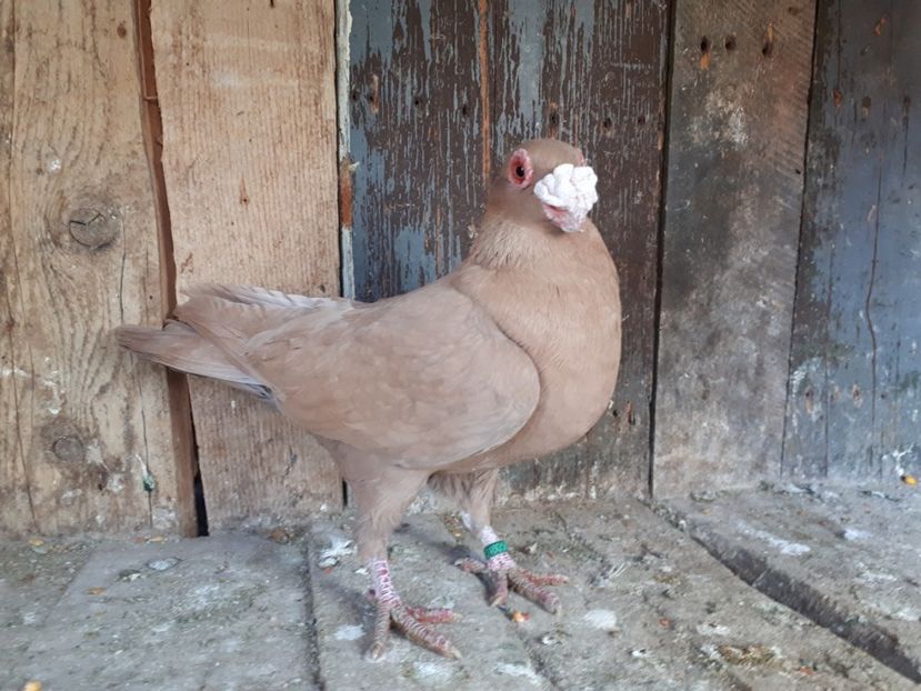 M - I3 _ tineret 2019