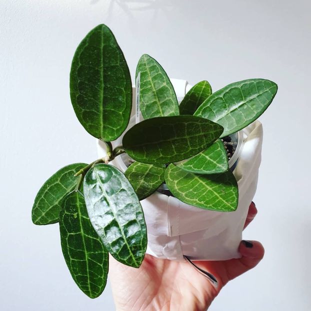 Eliptica Splash - Hoya poze net