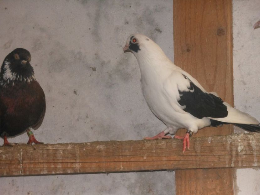 fem 2019 - 10 -- jucatori mascati pe negru