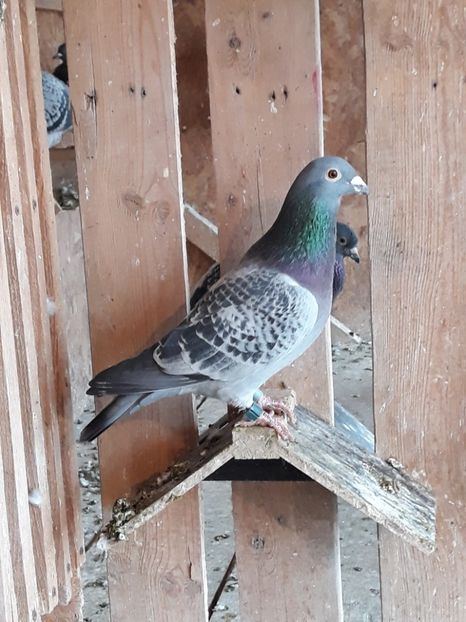 M 2016 L1 Jud Palmares As Fond. - Norme 2019