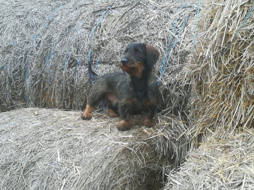 71CCDA6C-1508-41E2-9C2E-8E9135838815 - Teckel sarmos