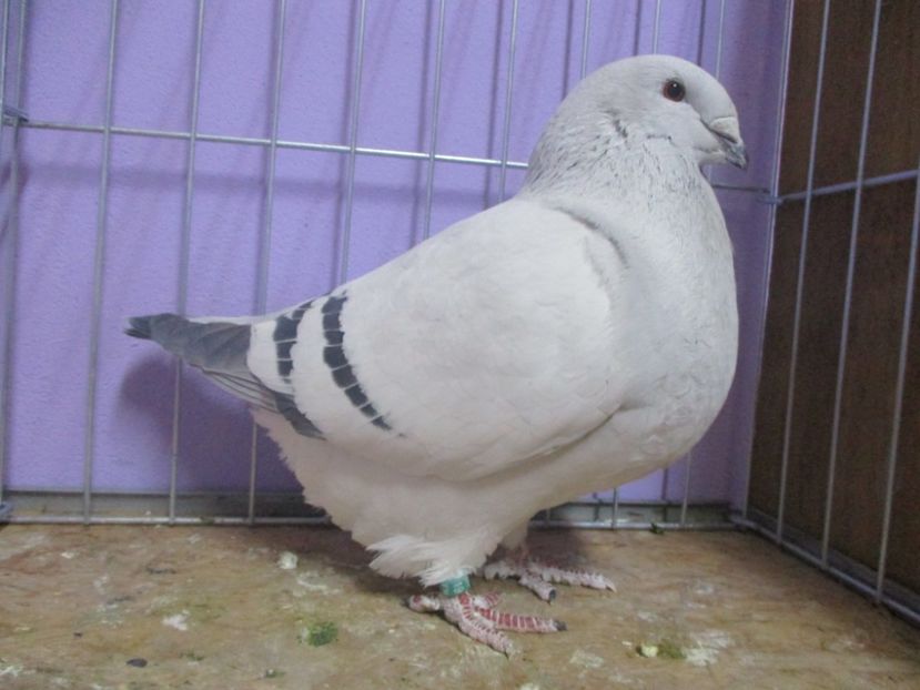 10213-19 - Femele 2020