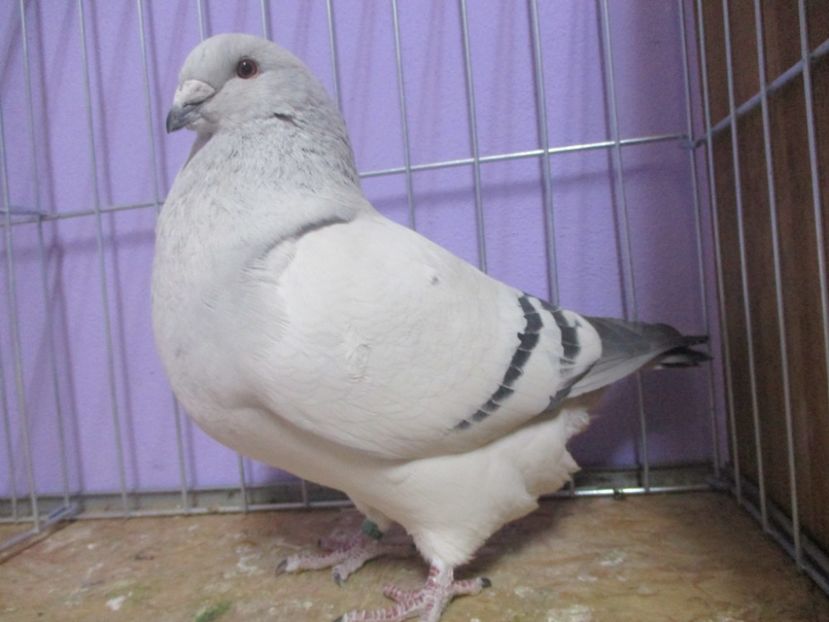 10228-19 - Femele 2020