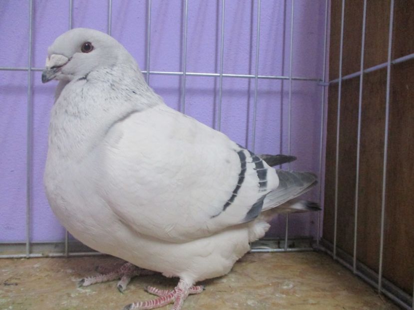 10271-19 - Femele 2020