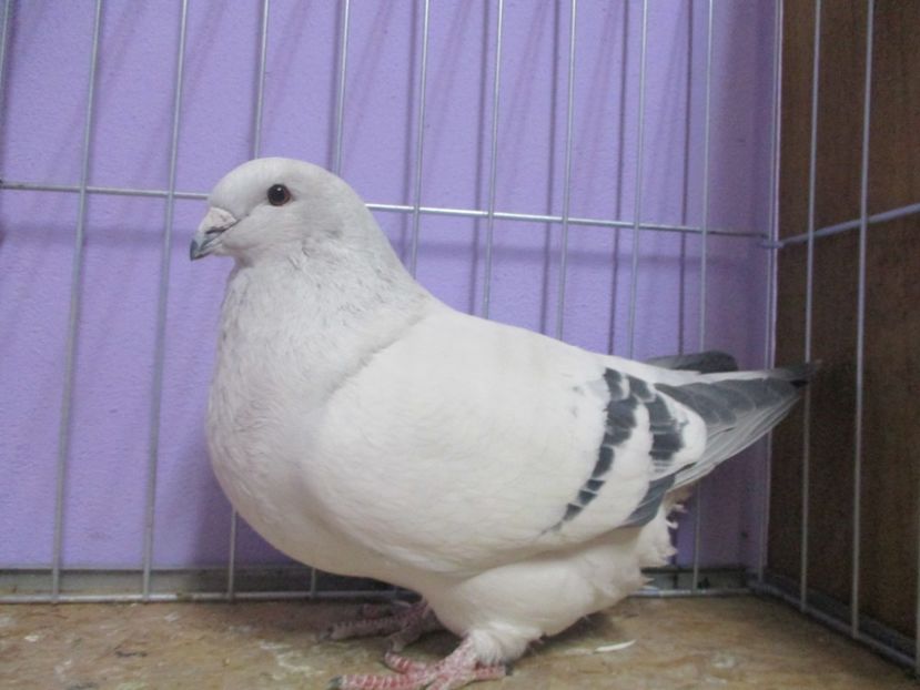 10274-19 - Femele 2020