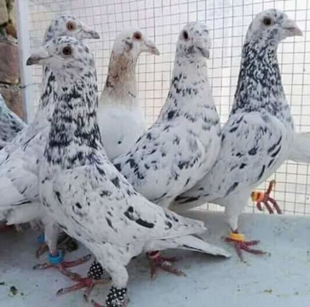  - NU AMI APARTIN 2020