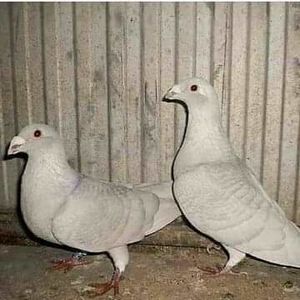  - NU AMI APARTIN 2020