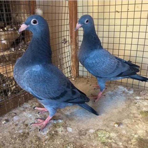  - NU AMI APARTIN 2020