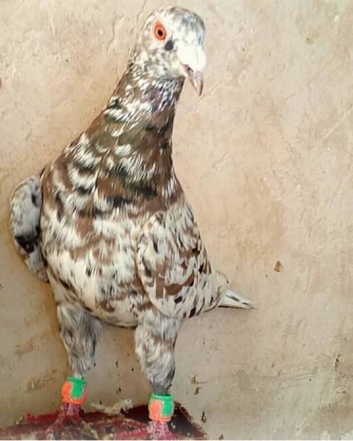  - NU AMI APARTIN 2020