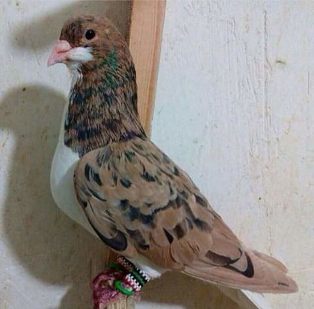  - NU AMI APARTIN 2020