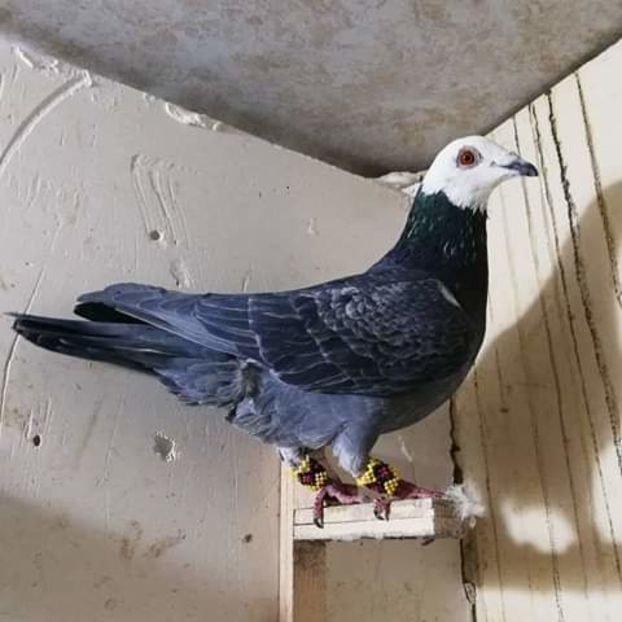  - NU AMI APARTIN 2020