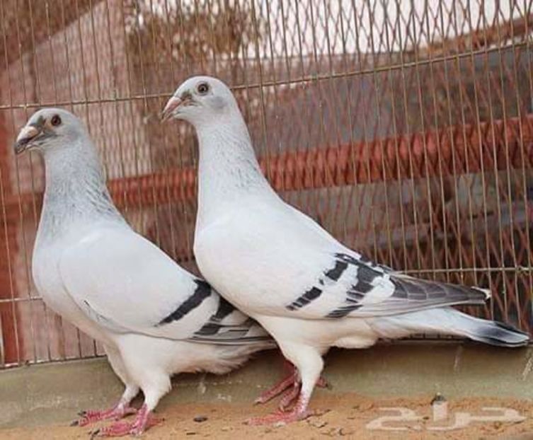  - NU AMI APARTIN 2020