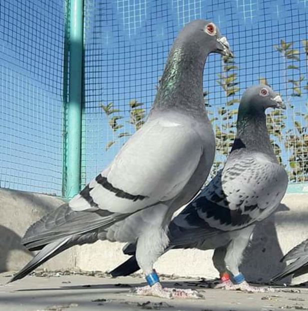  - NU AMI APARTIN 2020