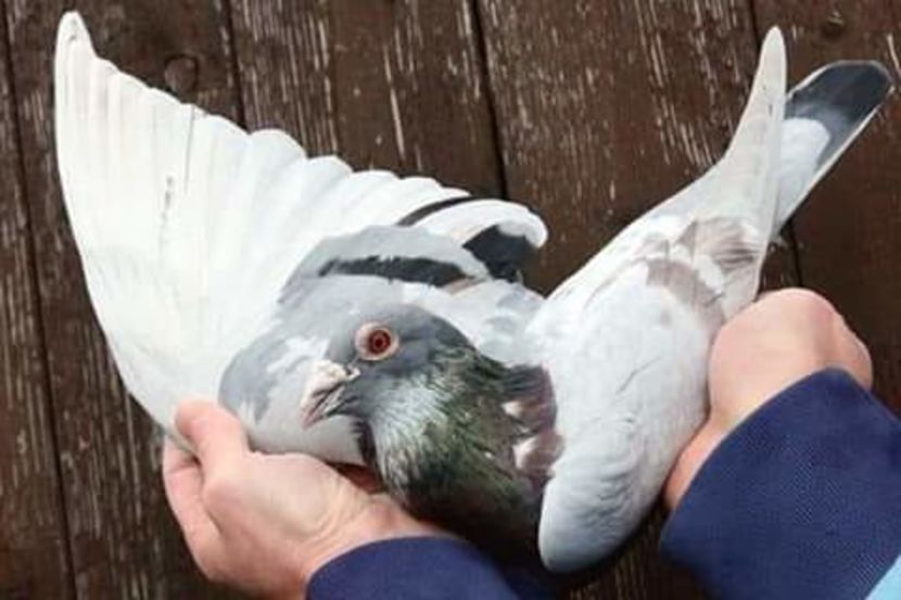  - NU AMI APARTIN 2020