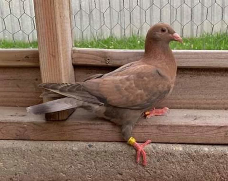  - NU AMI APARTIN 2020