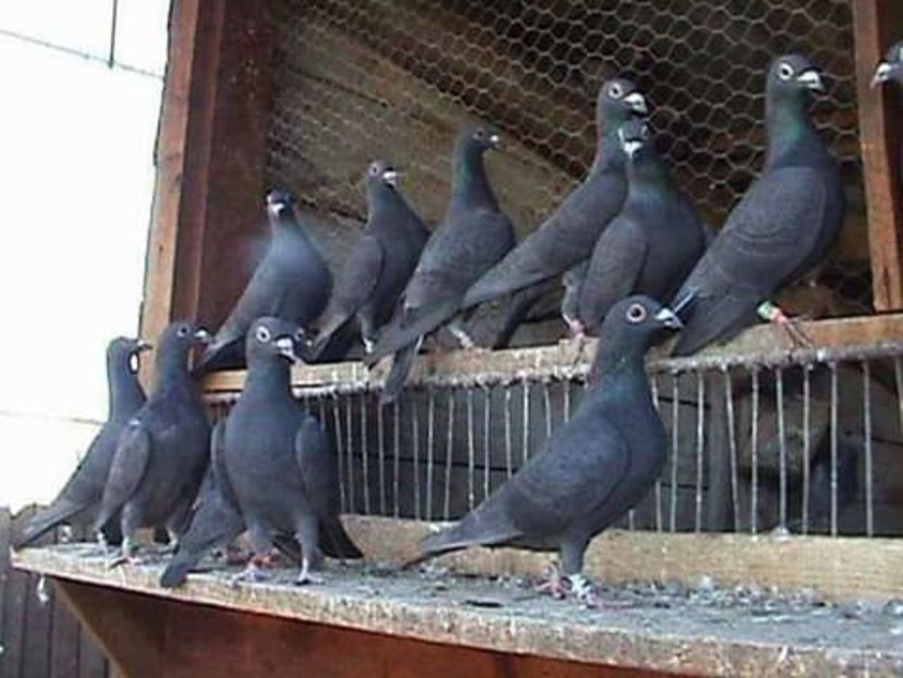  - NU AMI APARTIN 2020