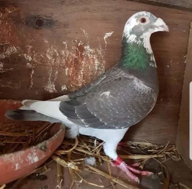  - NU AMI APARTIN 2020