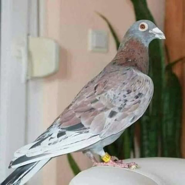  - NU AMI APARTIN 2020