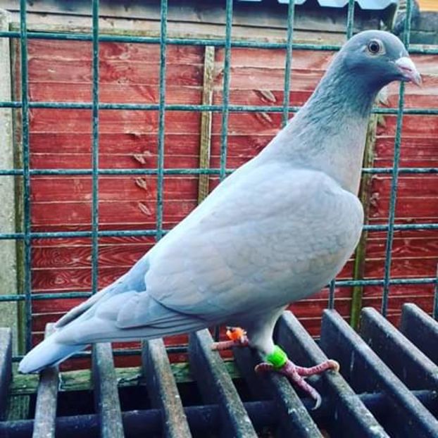  - NU AMI APARTIN 2020