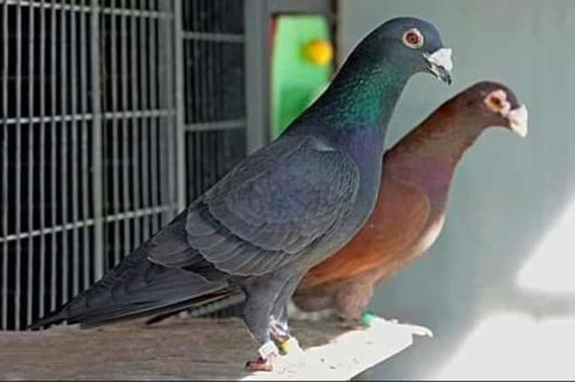  - NU AMI APARTIN 2020