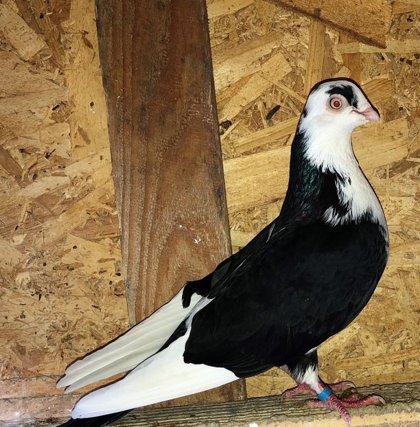 7072  femelă  2018 - Plecați ALBUM 3