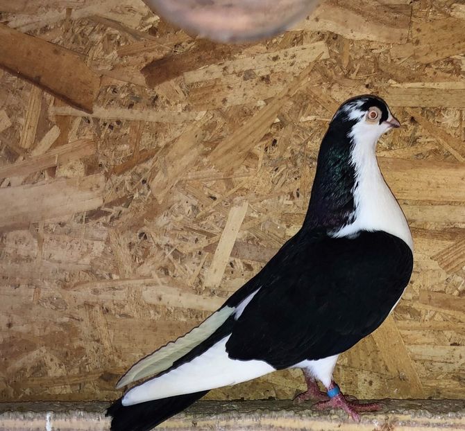 7160  femelă  2018 - Plecați ALBUM 2