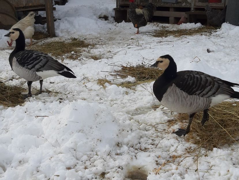 Gaste calugarite - B5 - Gaste indiene si calugarite plus alte specii
