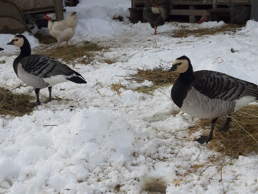 Pereche - B5 - Gaste indiene si calugarite plus alte specii