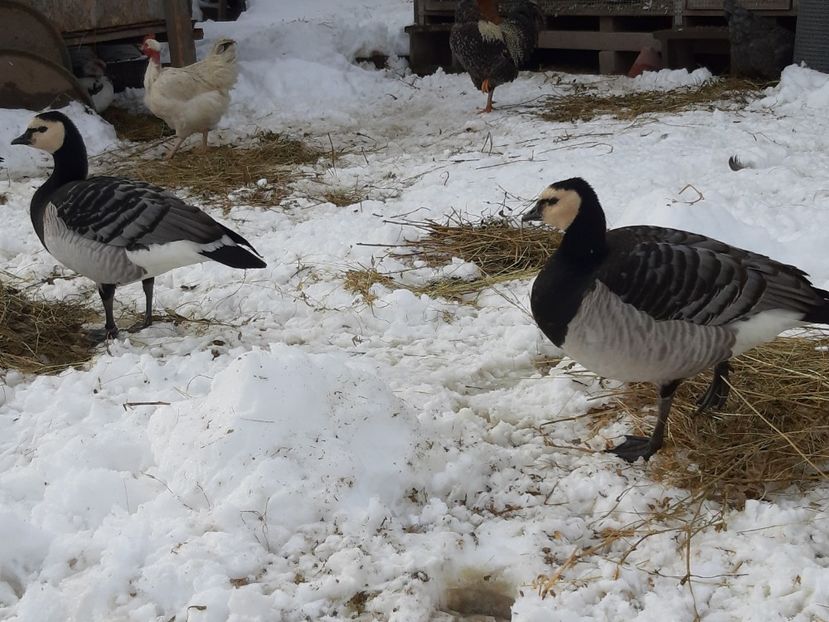  - B5 - Gaste indiene si calugarite plus alte specii