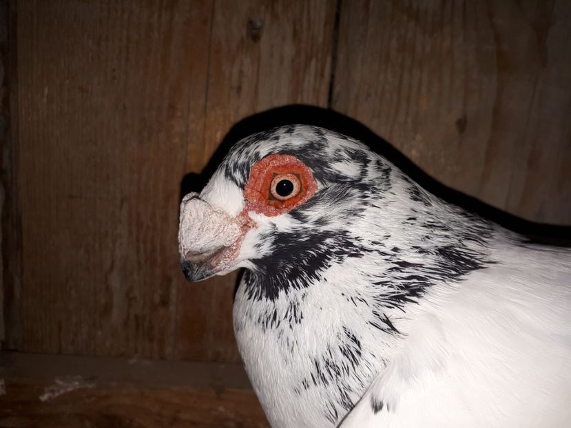 M vîndut - I3 _ tineret 2019