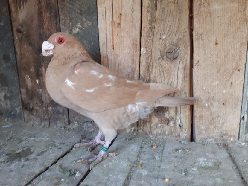 M - I3 _ tineret 2019