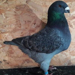 113063029_EQLSVIX3 - 3---AGH DAȚI 2019 - 2025